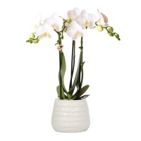 Fleurs | Orchide | Boutique en ligne | Roy et Gigure